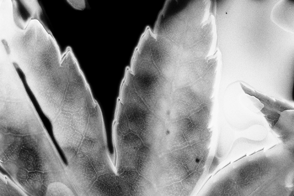 phytogram by Greta Snider